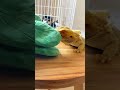 餌に夢中のフトアゴにドッキリした結果#short
