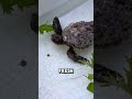 This Baby SEA Turtle Was Covered In Barnacles ЁЯШ тЭдя П Shorts This Baby SEA Turtle Was Covered In Barnacles ЁЯШ тЭдя П Shorts