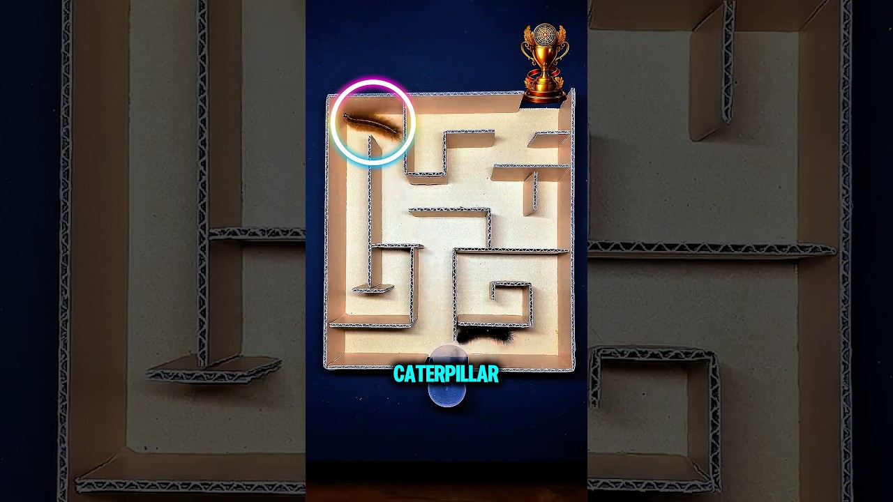 Black vs Brown Caterpillar Maze Challenge 🐛 | Unexpected Winner!
