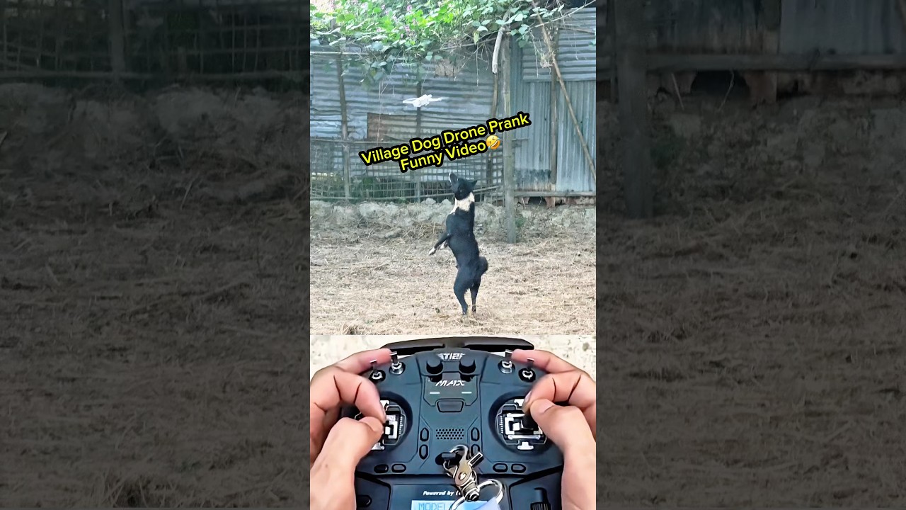 Funny Village Dog Drone Prank 😂 | Crazy Dog Reactions 🚁🐶 