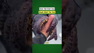 Sinh Vật Sinh Sản Mạnh Nhất Thế Giới