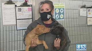 Sacramento SPCA Hosting Puppy Palooza