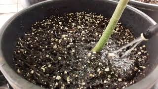 Cheap Indoor Grow Tips for new Cannabis Growers (Flower stage)