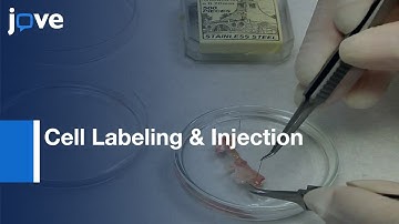 Cell Labeling & Injection In Developing Embryonic Mouse Hearts l Protocol Preview