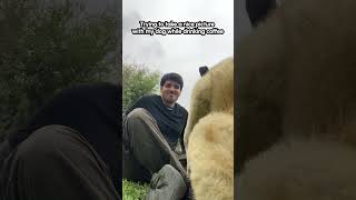 My dog acting like a big baby when he wants attention 🙄🤣