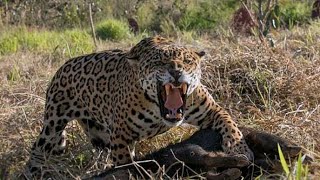 Mi nombre es Santiago Pizarro. Soy documentalista de la vida salvaje en Misiones, Argentina.