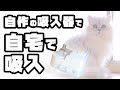 【猫カビのコムギ　その後】自作の吸入器で自宅吸入【気管支炎　喘息　鼻炎　猫風邪】