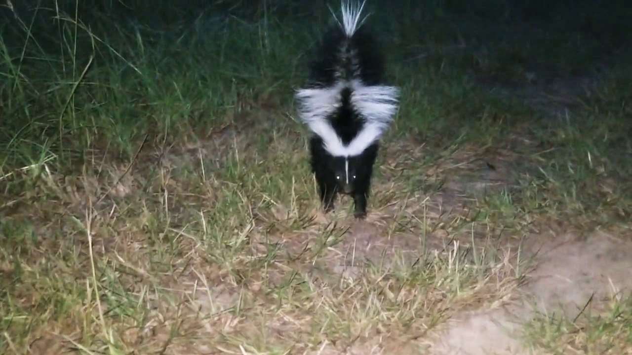 nature kpop Baby Skunk