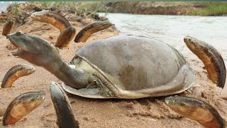 Unique Hunting Style In Riverside Monster Tortoise Hunting Big Eelfish Hole  Mk Channel shorts