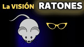 How Mice See - The Vision of Rats