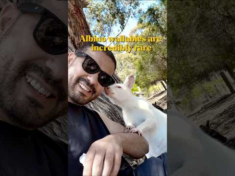 Ultra Rare Albino Wallabies| Incredible Experience in Kangaroo Island Australia