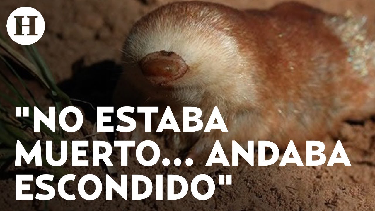 ¡No estaba extinto! Encuentran topo dorado en Sudáfrica; animal sin ojos perdido hace más de 80 años