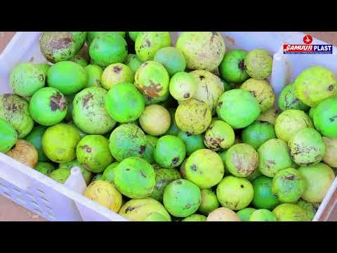 Kaydso biyo :  shirkada Gamuur Plast Waxay Dhiiri galinaysa Beeralayda Gobalada.