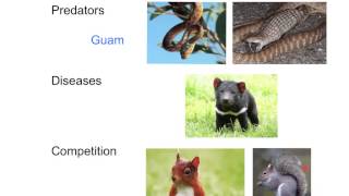 GCSE Biology : Extinction