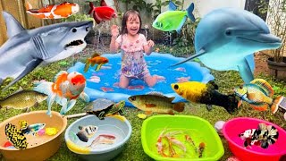 Mix & catch super many platinum guppy fish, net betta, balloon molly, fat goldfish