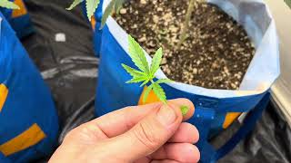 Chicken and waffles second grow update 