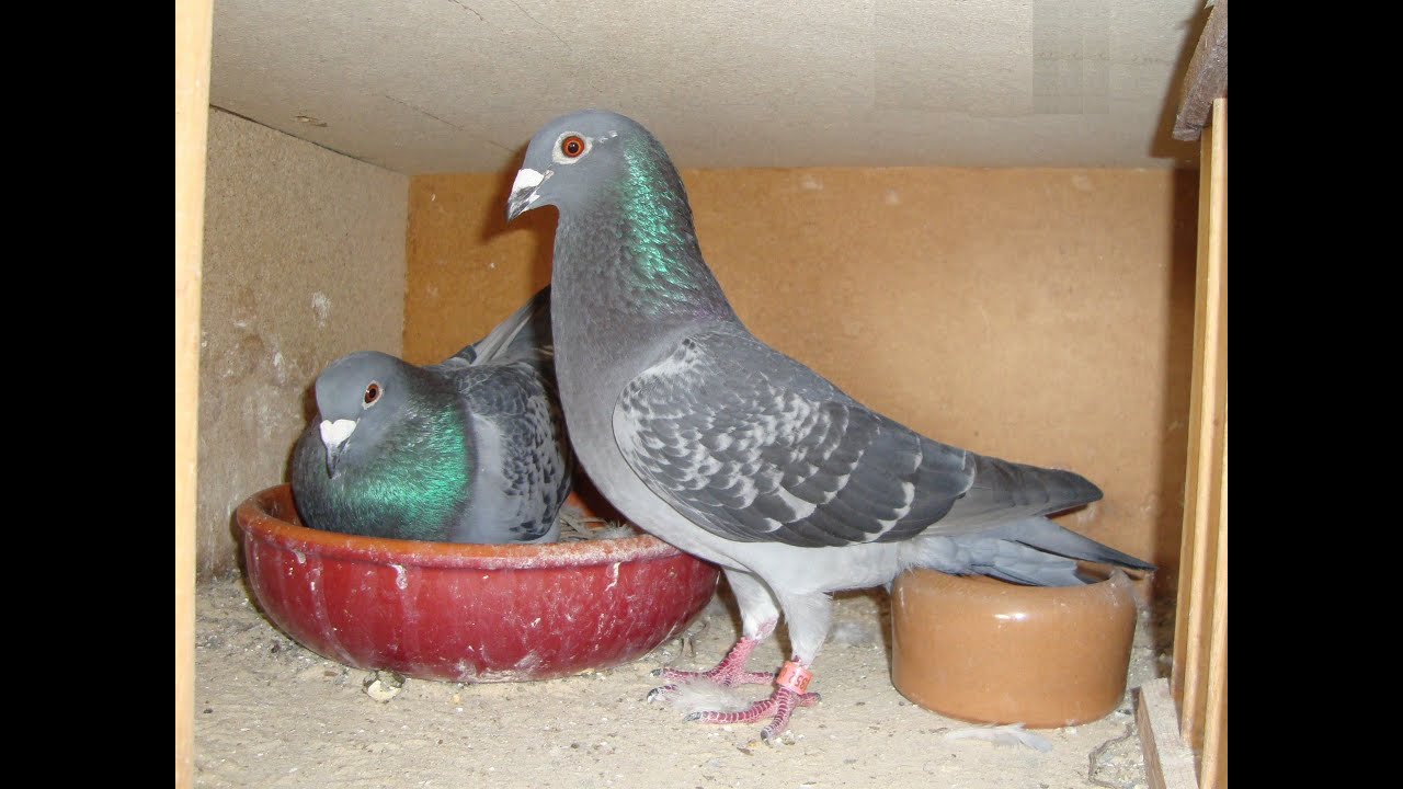 Video 102: Les Kidd / Rod Berry: Premier Pigeon Racers