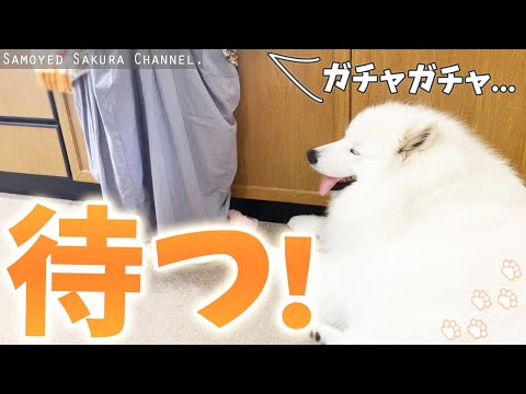 食器洗いが終わるのを待つサモエドさくら