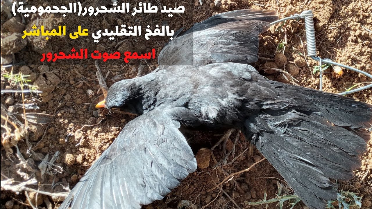 نصبت فخ تقليدي  لصيد طائر الشحرور(الجحمومية) مع تصوير على المباشر.