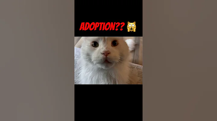 Video 11509111: mainecoon cat funnycat, mainecoon cat funny