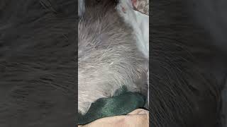 Sobreviviente Al Marekcon Tratamiento Cds Y Otros Tratamiento De Medicina Naturalista No Invasiva