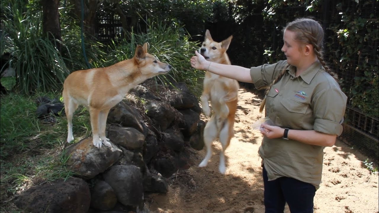 Bundaberg Regional Council volunteers