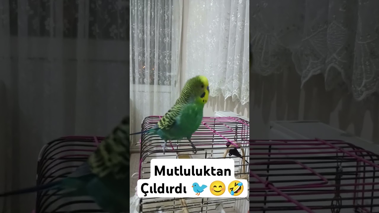Mutlulukdan Çıldırdı #muhabbetkuşufıstık #muhabbetkusu #muhabbetkuslari #budgies #kuslar #parrot