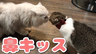 先輩猫と子猫が鼻キッスした結果【スコティッシュフォールド】【Scottish Fold】