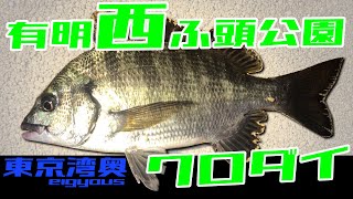 クロダイ シーバス 堤防 黒鯛 夜釣り夏 東京湾 黒鯛 有明西ふ頭公園 湾