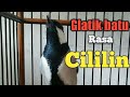 Glatik Batu Rasa Cililin Mp3 - Mp4 Download