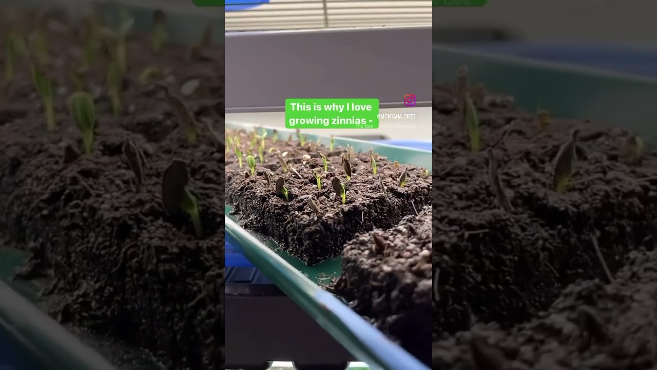 Zinnias Queen of the Cut Flowers?