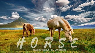 Amazing Wild Horse Horses Running Free Stock Footage Royalty Free No Copyright