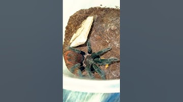 Tarantula Feeding Video ! #fyp #tarantulafeeding #tarantulavideo #tarantula #feeding #mexicanred