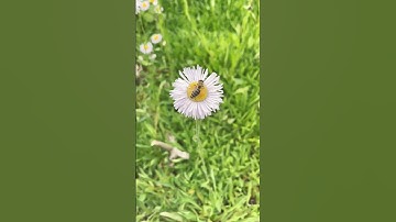 إِنَّ اللَّهَ وَمَلَائِكَتَهُ يُصَلُّونَ عَلَى النَّبِيِّ || #سورة_الاحزاب  #الشيخ_ياسر_الدوسري