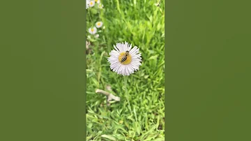 إ ن الل ه و م ل ائ ك ت ه ي ص ل ون ع ل ى الن ب ي سورة الاحزاب الشيخ ياسر الدوسري 