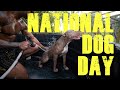 NATIONAL DOG DAY  ft |Fashionnova|