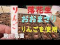 りんごを使用して落花生のおおまさリを播種　エチレン　邑南町　駒川農園　22.3.29
