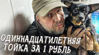 Спасение животных/ НЮШЕ 11 ЛЕТ и ОНА СТОИТ 1 рубль, так решил кот