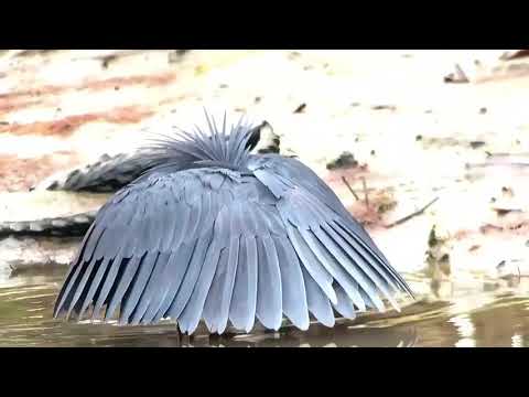 Gizli oruç yiyen siyah Heroh( şemsiye kuşu)