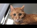 Culdee The Cat Sitting On The Couch