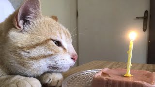 Every sounds you've ever wanted to ear in a single set