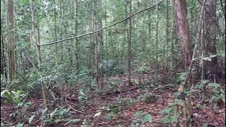 Mikat burung kapas tembak malah dapat cucak jenggot