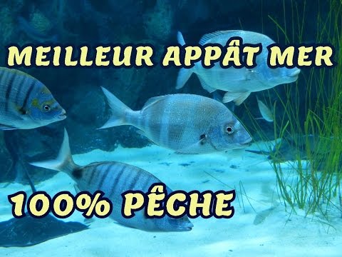 Vidéo: Quels Sont Les Appâts Pour La Pêche