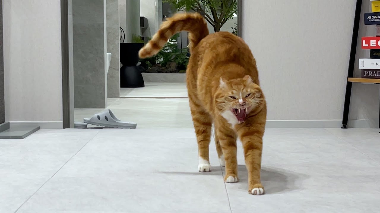 Мы наконец-то переехали! Реакция троих братьев очень отличается друг от друга!