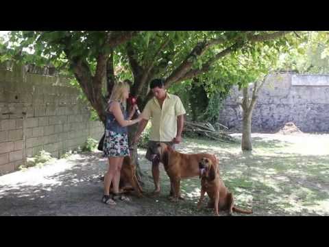 Video: Bloodhound: Características De La Raza
