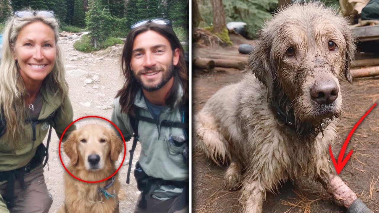 Mutter Und Sohn Verschwanden In Yosemite – 8 Monate Später Kehrt Ihr HUND Mit DIESEM Zurück...
