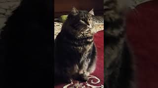 Cat video