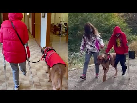 Loyal Service Dog Helps Amputee Boy Walk Again