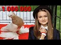 Потратил 1,000,000 на самку за 24 часа! Двухчубые голуби. Tauben. Pigeons. Palomas. Pombos. 비둘기.