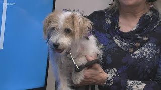 Howl-O-Ween pooch parade and pet expo on Oct. 20